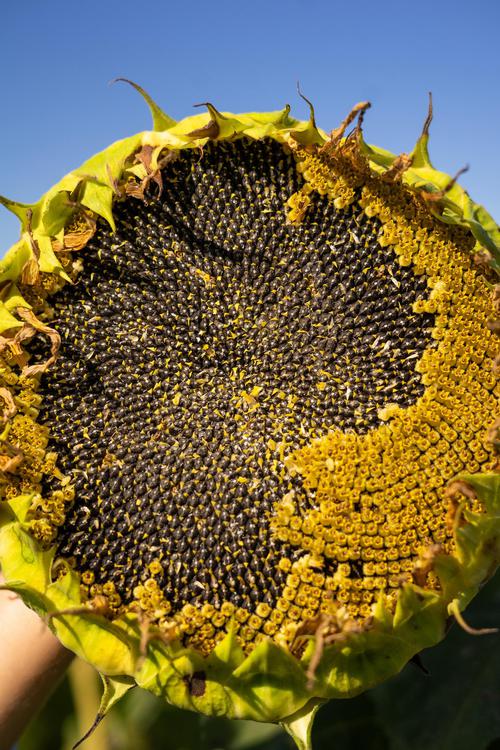 GIRASOL NK 2