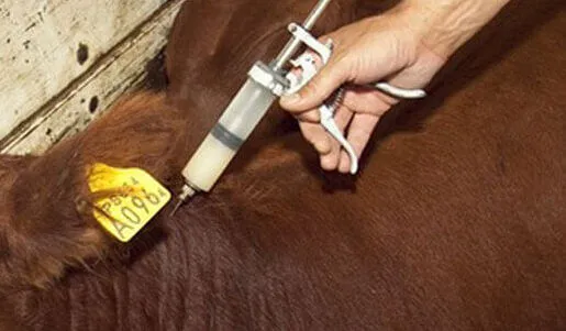 ganaderia-vacuna-infocampo-1