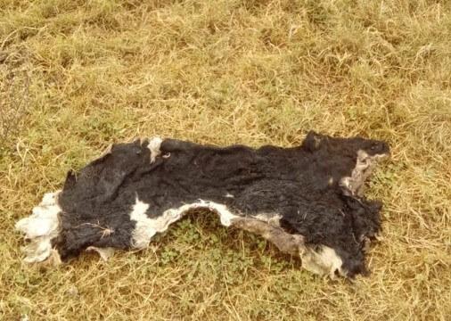 WhatsApp Image 2024-04-10 at 07.57.36