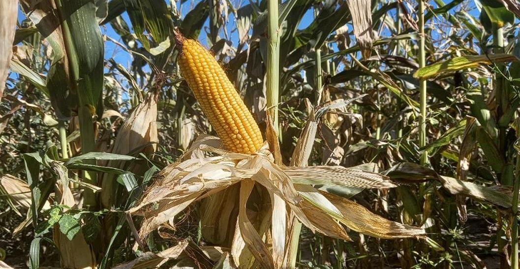 WhatsApp Image 2024-02-01 at 08.10.00