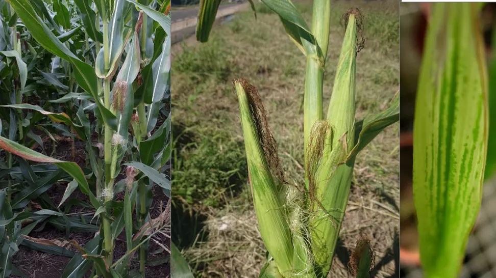 WhatsApp Image 2024-03-15 at 10.43.43