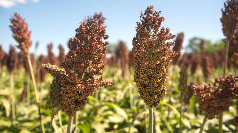 sorgo