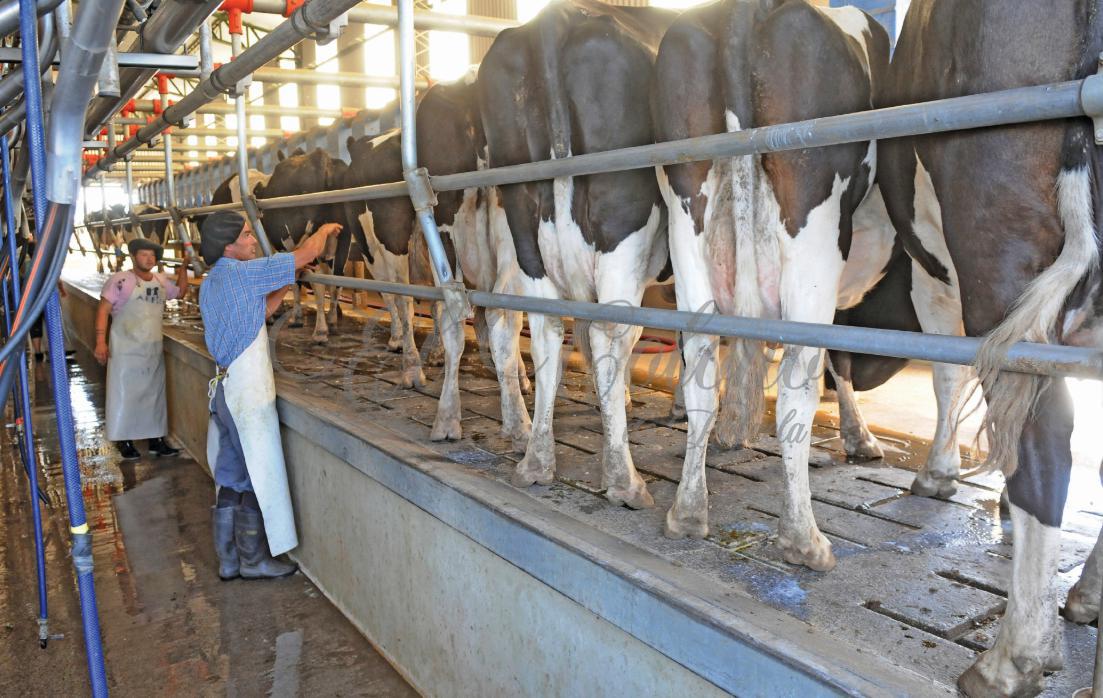vacas