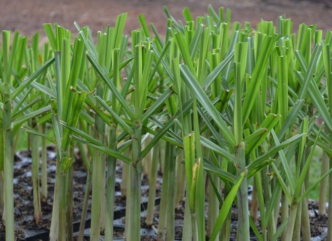 WhatsApp Image 2024-02-28 at 07.53.12