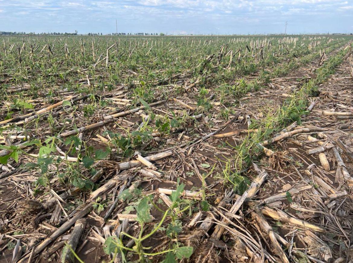 WhatsApp Image 2024-01-08 at 15.43.45