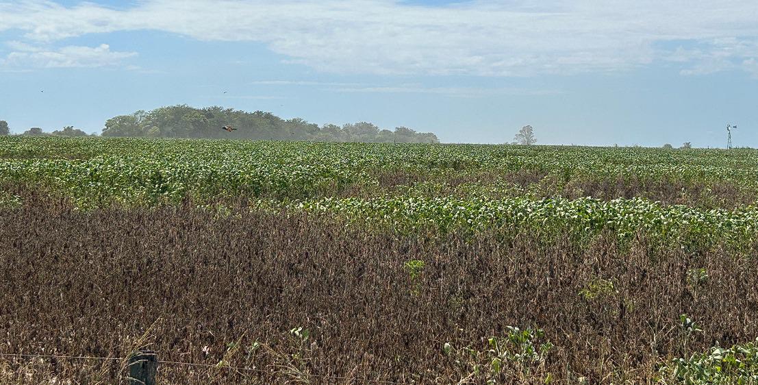 WhatsApp Image 2024-03-01 at 08.11.28