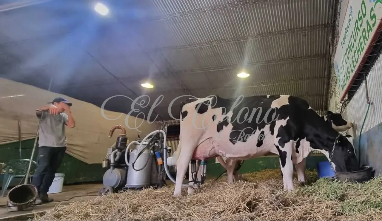 vaca