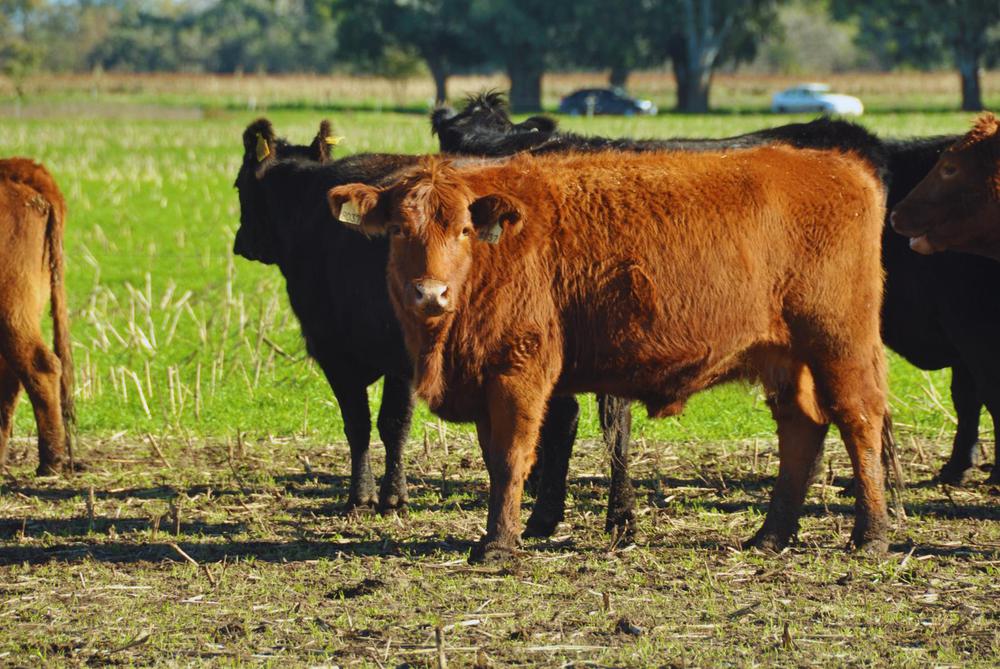 WhatsApp Image 2023-12-01 at 08.05.06