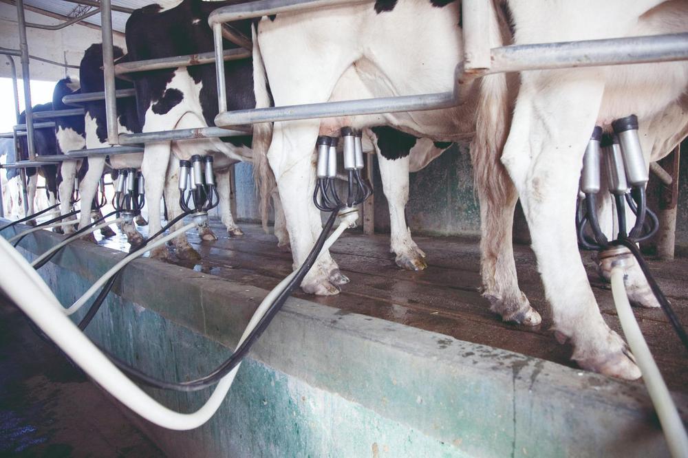 WhatsApp Image 2024-04-09 at 08.15.12