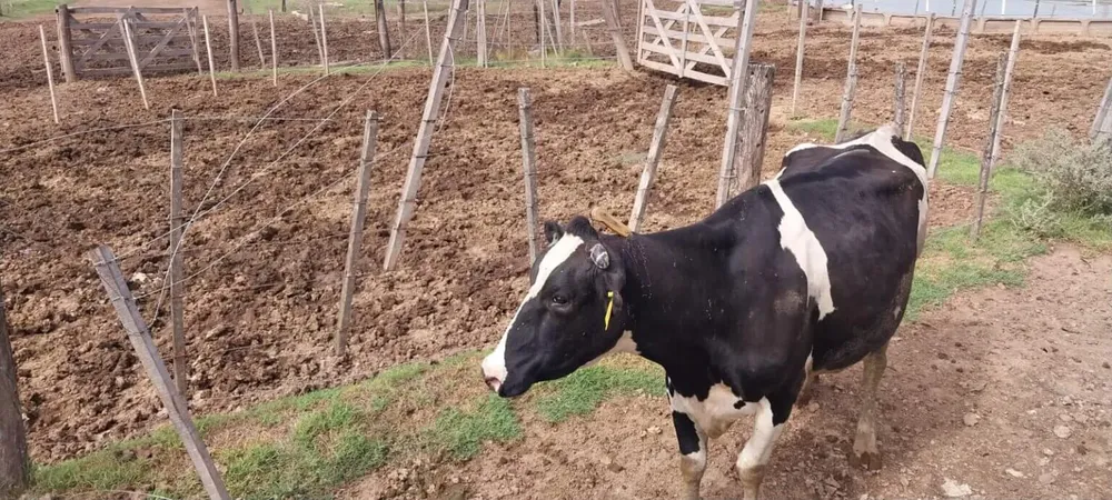 rural