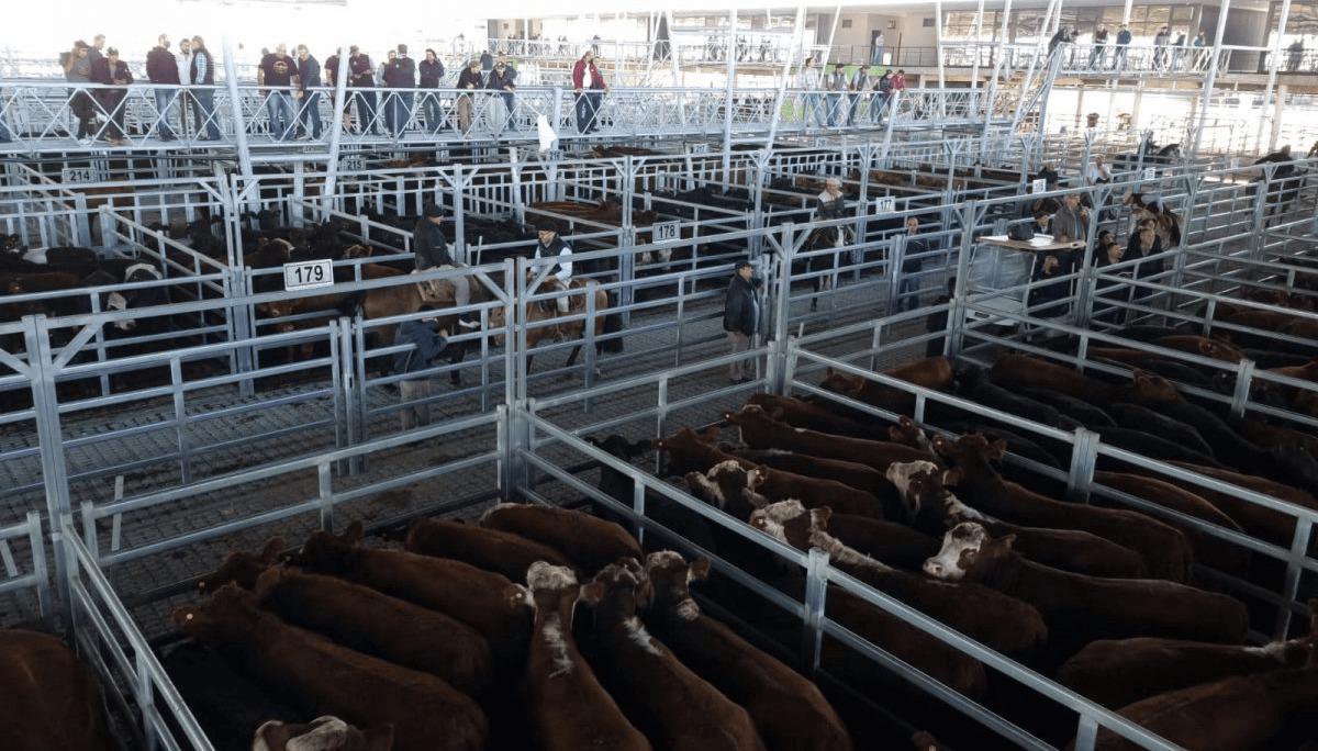 WhatsApp Image 2024-04-09 at 09.28.38