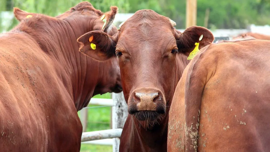 vacas-rosagn-remate-1024x576