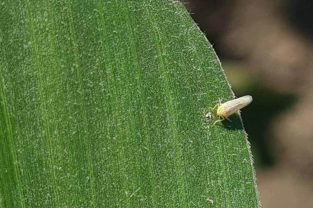 WhatsApp Image 2024-03-13 at 08.41.17