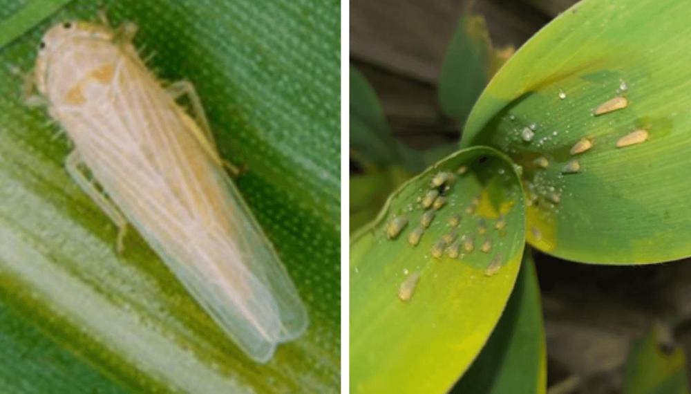 WhatsApp Image 2024-04-04 at 11.38.47 AM