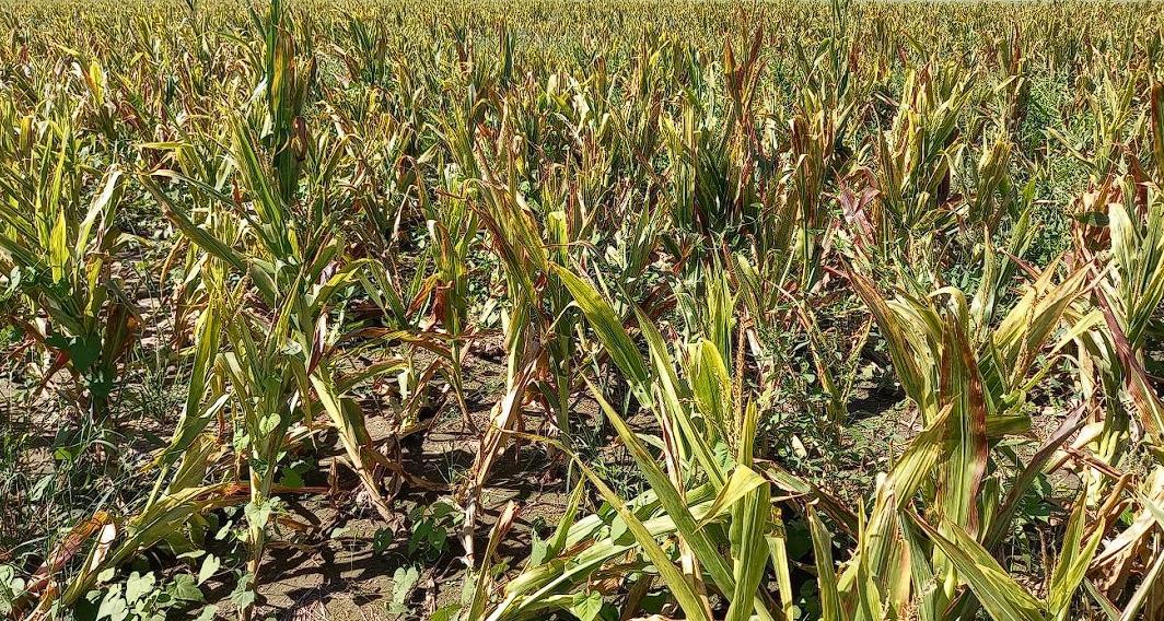 WhatsApp Image 2024-03-27 at 09.01.37