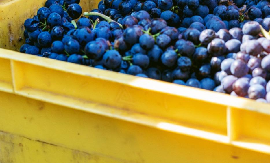 WhatsApp Image 2024-03-25 at 17.57.53