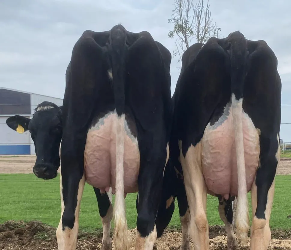 vacas