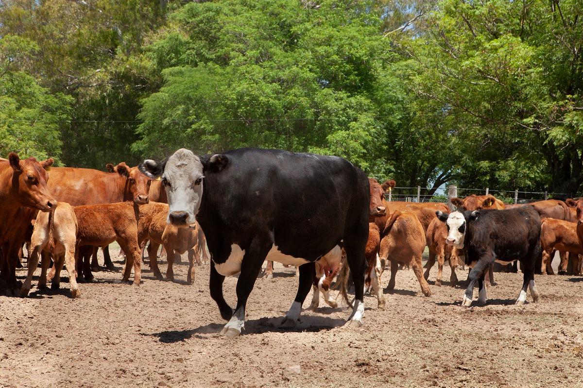 WhatsApp Image 2024-04-04 at 8.10.01 AM