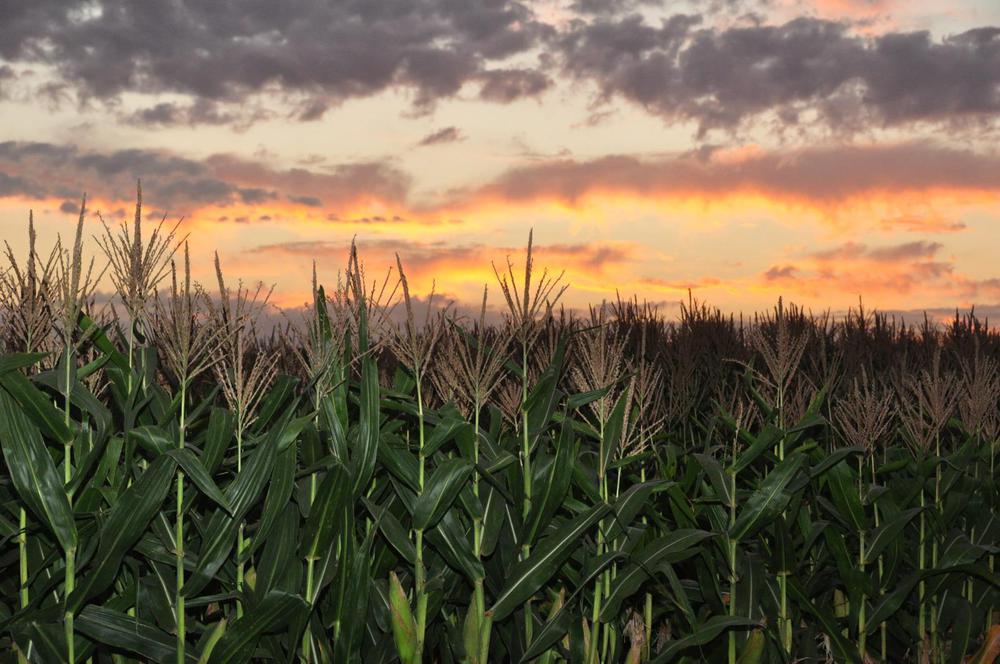 WhatsApp Image 2024-01-03 at 08.10.00