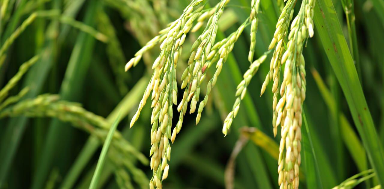 WhatsApp Image 2023-08-30 at 8.00.18 AM