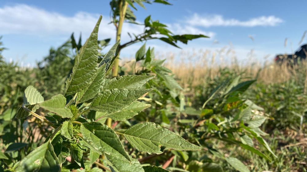 WhatsApp Image 2023-08-22 at 2.49.04 PM