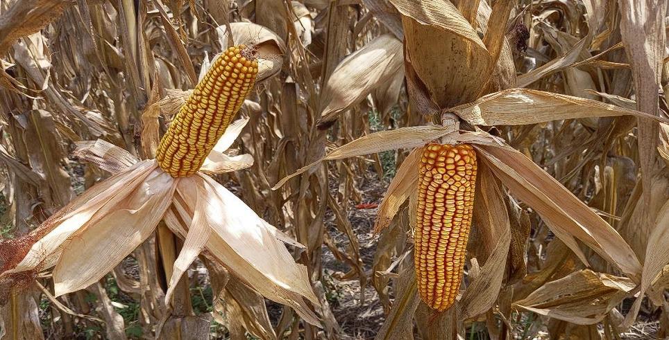 WhatsApp Image 2024-02-28 at 08.45.21