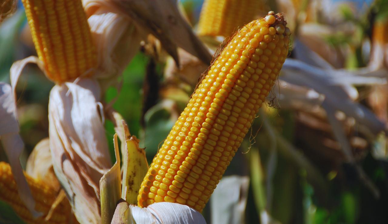 WhatsApp Image 2023-08-24 at 9.00.26 AM