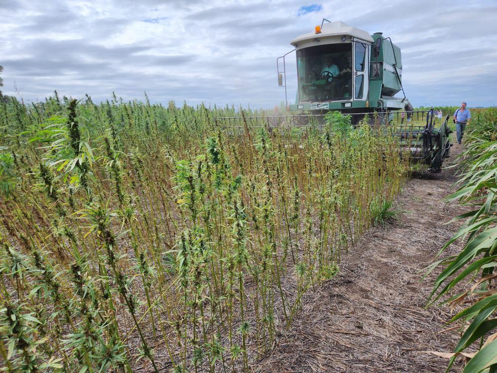 Cosecha_de_Canamo_01