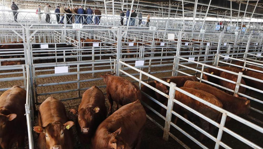 WhatsApp Image 2023-12-22 at 08.44.24