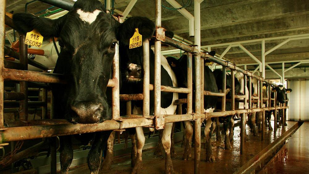 WhatsApp Image 2024-01-23 at 07.58.04