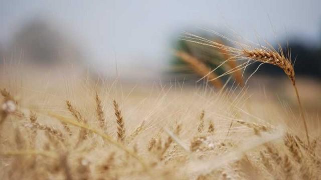trigo
