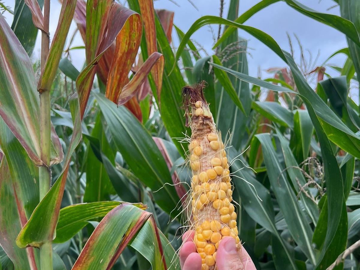 WhatsApp Image 2024-04-08 at 08.54.00