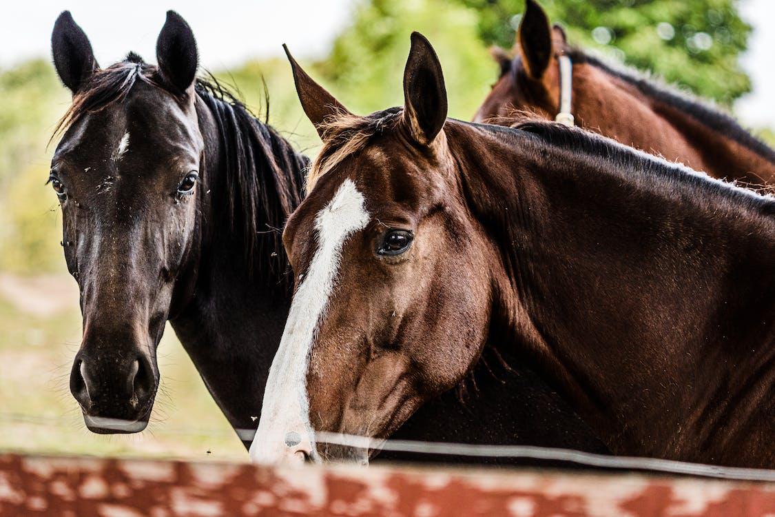 caballos