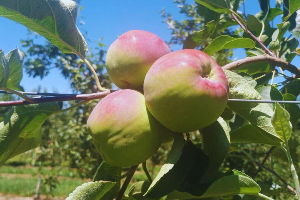 WhatsApp Image 2023-12-22 at 07.51.06