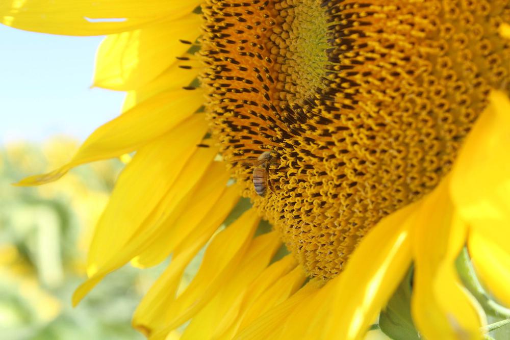 girasol
