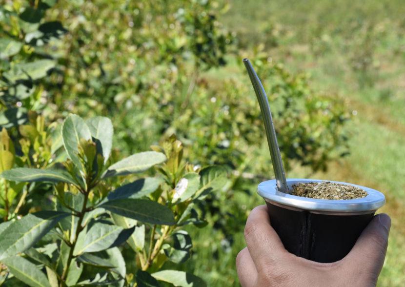yerba