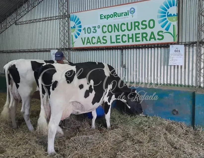 vacas