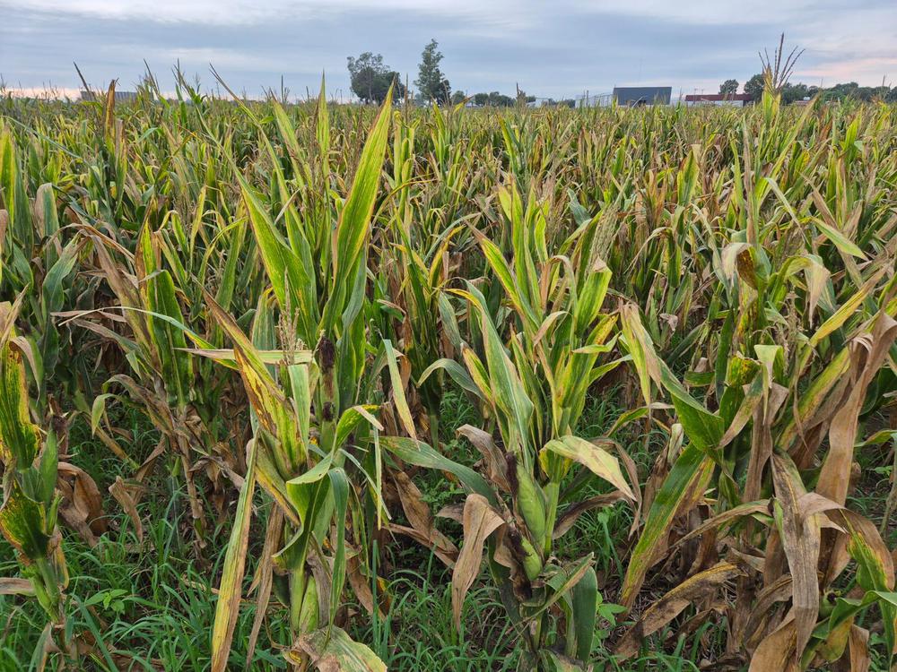 WhatsApp Image 2024-04-10 at 07.56.06