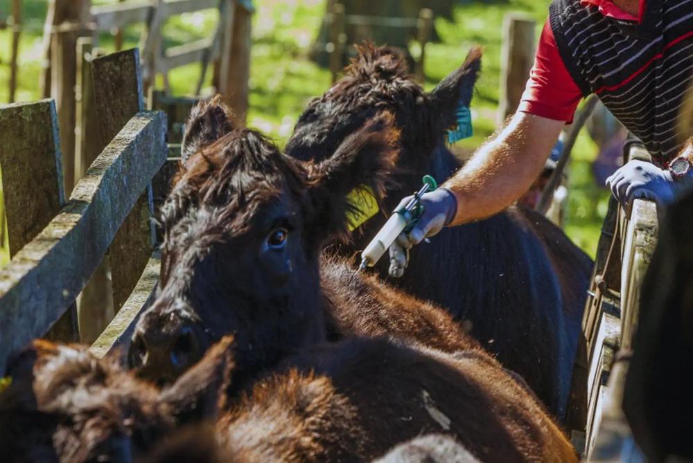 WhatsApp Image 2024-04-04 at 8.10.58 AM