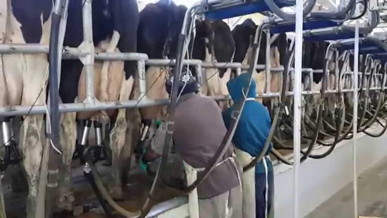 WhatsApp Image 2024-02-08 at 09.54.34