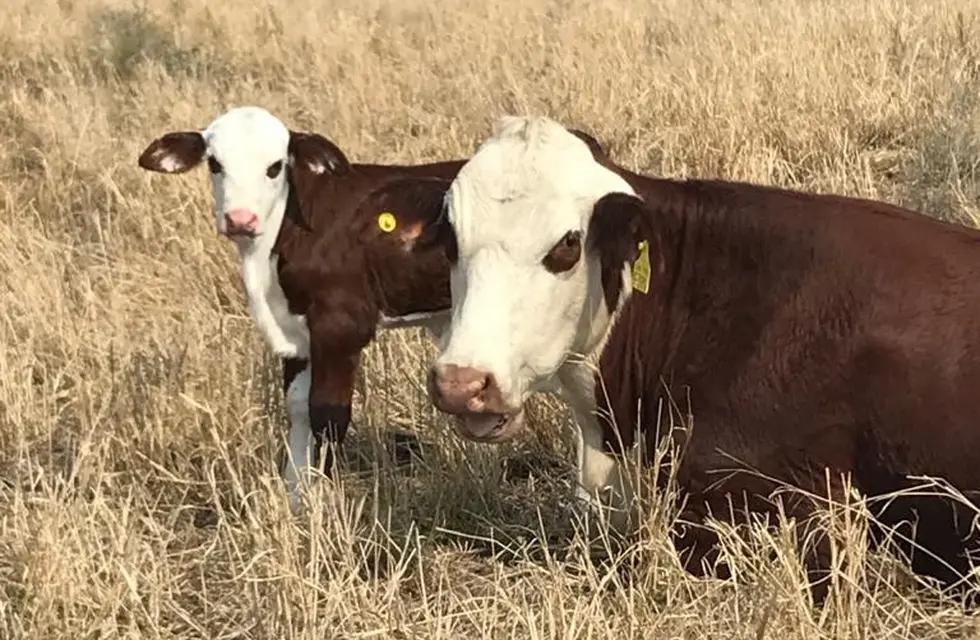 vaca