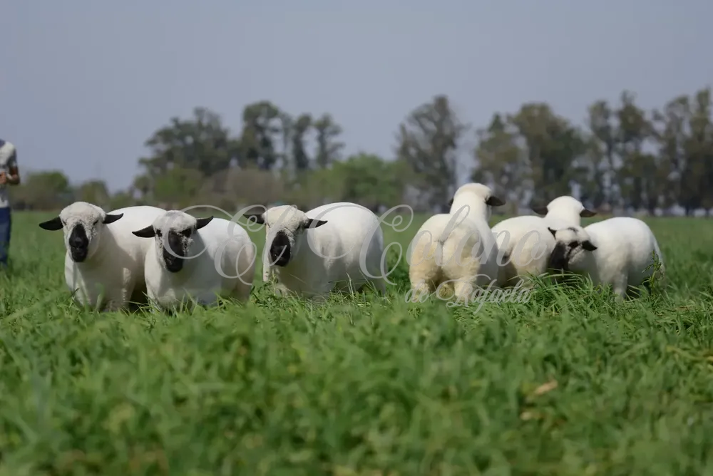 WhatsApp Image 2025-01-13 at 10.16.36