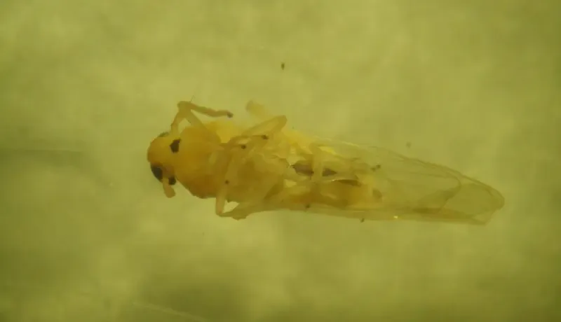 chicharrita-1web.jpg