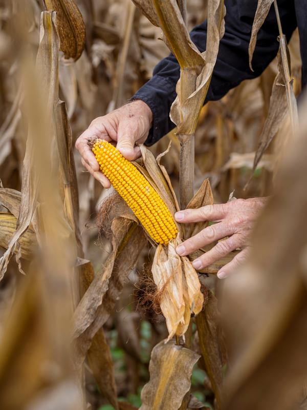 20200922-meb-novofarms-608